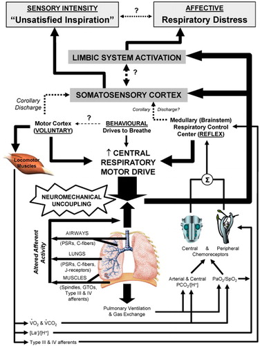 Figure 1. Proposed neurophysiological model of perceived respiratory discomfort (dyspnea) during exercise. Briefly, the somatosensory cortex calibrates and interprets the appropriateness of the mechanical/muscular response of the respiratory system to the prevailing level of central respiratory motor drive. When the mechanical/muscular response of the respiratory system is constrained, by disease, below the level dictated or pre-programmed by central respiratory motor drive then the intensity of “unsatisfied inspiration” increases in direct proportion to the widening disparity between drive and mechanics (i.e. neuromechanical uncoupling). Increased activation of central limbic structures as a result of neuromechanical uncoupling are also likely components of “respiratory distress”.Symbols and Abbreviations: V̇O2: oxygen uptake; V̇CO2: carbon dioxide output; Type III and IV mechano- and metabosensitive afferents in the peripheral locomotor (and respiratory) muscles and their vasculature; PSRs: pulmonary stretch receptors; C-fibers: bronchopulmonary C-fibers; J-receptors: juxtapulmonary capillary receptors; GTOs: Golgi tendon organs; PCO2: partial pressure of carbon dioxide; [H+]: hydrogen ion concentration; [La−]: lactate ion concentration; PaO2: arterial partial pressure of oxygen; SaO2: arterial oxygen saturation.Reproduced from Respir Physiol Neurobiol. O’Donnell DE, Ora J, Webb KA, et al. Mechanisms of activity-related dyspnea in pulmonary diseases.167(1):116–32, Figure 8, page 127, Copyright (2009), with permission of Elsevier [Citation18].