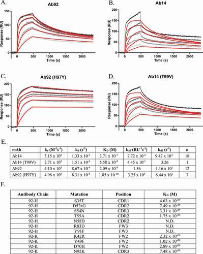 Figure 5. Affinity of parent antibodies to recombinant dimeric HARS(aa1-506) at 150, 50, 16.67, 5.56, and 1.85 nM, fit to bivalent analyte model. Fit lines are displayed in red, experimental data in gray scale. Representative SPR trace of: (a) Ab92, (b) Ab14, (c) Ab92 with H97Y mutation sourced from Ab14, (d) Ab14 with T99V mutation sourced from Ab92. (e) Table of kinetic constants. (f) Summary table of sites of SHM in Ab14 and resulting affinities when transferred to Ab92. Mutations numbered according to Kabat numbering scheme