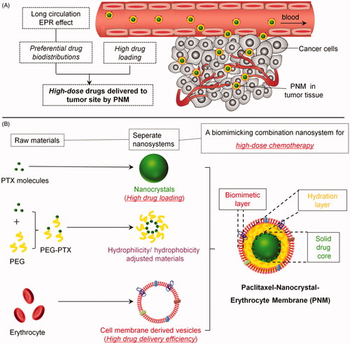 Figure 1. Schematic diagram of an erythrocyte-mimicking combination nanosystem for high-dose chemotherapy. (A) In vivo distributions of the PNM system. The PNM is capable of delivering high-dose chemodrugs to tumor site due to high drug-loading amount of nanocrystals and high drug delivery efficiency of EM, which can disguise the nanocrystals in blood circulation system and escape from reticuloendothelial system (RES) to achieve long circulation EPR effect. (B) The components of PNM. The PNM consists of three compositions: PTX nanoparticle as solid core, PEG-PTX for hydrophilicity/hydrophobicity adjustment and biomimetic shell of erythrocyte membrane-derived vesicles.