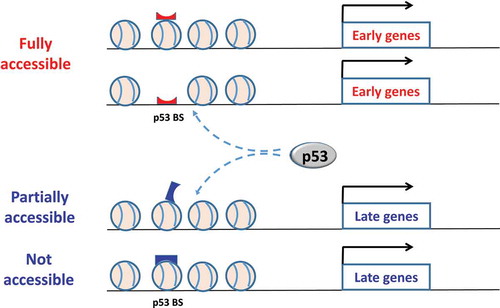 Figure 9. A schematic diagram for the role of nucleosomes in temporal gene regulation by p53. For early genes, p53 binding BS are likely located in nucleosome-depleted regions or embedded in the nucleosome in a rotational setting allowing its exposure. In either case, the BS are well exposed and readily targeted by p53, thereby promoting a rapid induction of the genes. By contrast, for late genes, p53 BS tend to occur in nucleosome-enriched regions and be wrapped within a nucleosome, which are either partial or not accessible. Additional events (such as nucleosome remodeling) are required to expose these sites; this may lead to a “relatively slow” kinetics of induction of the genes