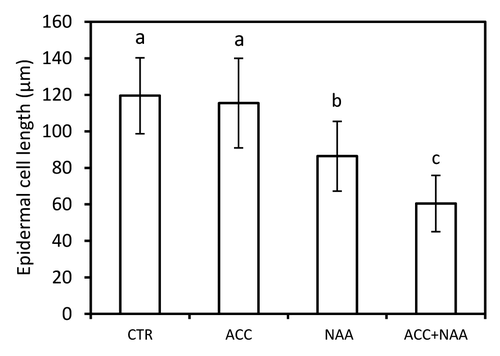 Figure 1. Exogenous ethylene (1μM ACC), auxin (0.025 μM NAA) and the combined treatment (1μM ACC + 0.025 μM NAA) inhibit maize root elongation. Plant growth regulators were added to the growth medium when root were 60–80 mm long. Values represent the increase in length of 10 roots (mean ± SD) after 12 h of treatment. Different letters indicate significant differences between treatments (ANOVA and Tukey test, P < 0.05).