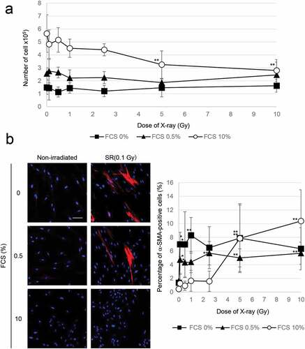 Figure 3. Growth inhibition enhanced myofibroblast induction