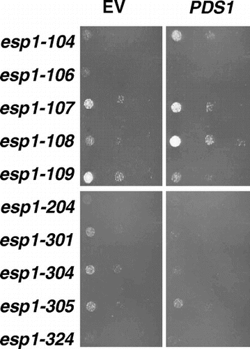Fig. 5. Effects of overexpression of securin on esp1-ts mutants.