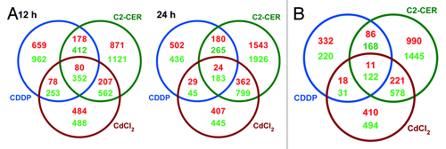 Figure 3. Transcriptional signatures of A549 cells responding to cisplatin (CDDP), C2-ceramide (C2-CER) and cadmium dichloride (CdCl2). (A) Graphical representation of time-specific transcriptional signatures exhibited by A549 cells treated with CDDP, C2-CER and CdCl2 for 12 or 24 h. (B) Graphical representation of time-correlated transcriptional signatures exhibited by A549 cells as in (A). See also, Spreadsheets S1–S4.