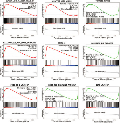 Figure 5 Potential relationship of LncRNA FOXD2-AS1 in lung adenocarcinomic cell proliferation and invasion. GSEA enrichment analysis was performed on the DEGs. In terms of miRNA target gene sets, result was significantly enriched in miR-206 and miR-143. In terms of hallmark gene sets, result was significantly enriched in lL6-JAK-STAT3 signaling, E2F targets and STAT3. In terms of transcription factor targets gene sets, result was significantly enriched in E2F3. In terms of KEGG gene sets, result was significantly enriched in P53 signaling pathway.