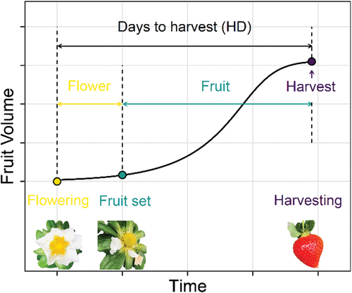 Figure 1. Schematic diagram of the reproductive growth process (flowering, fruit set, and harvesting) in strawberry plants. Flowering – fruit set and fruit set – harvesting were defined as flower and fruit, respectively. The number of days from flowering to harvesting was defined as “HD.