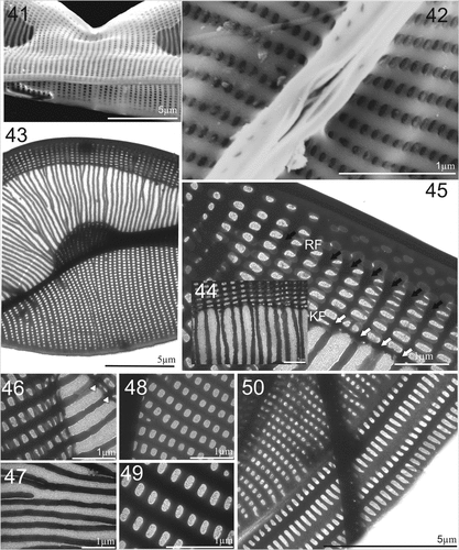 Figures 41–50. SEM and TEM micrographs of Entomoneis paludosa. Figs 41 and 42. SEM; Figs 43–50. TEM. Fig. 41. Tilted central valve showing flattened wing at the central node ang bulged valve body. Fig. 42. Proximal raphe endings and raphe canal areolae. Fig. 43. Details of striation in the wing and valve body. Figs 44 and 45. Close-up of raphe canal striae, raphe fibulae (RF) and keel fibulae (KF) with comb-like striae continuing towards transition between keel and valve body (Fig. 44.). Figs 46–49. Details of perforations in elliptical areolae and comb-like hymenated striae. Fig. 50. Valve margin with valvocopulae ultrastructure showing smaller advalvar and larger abvalvar elongated areolae.