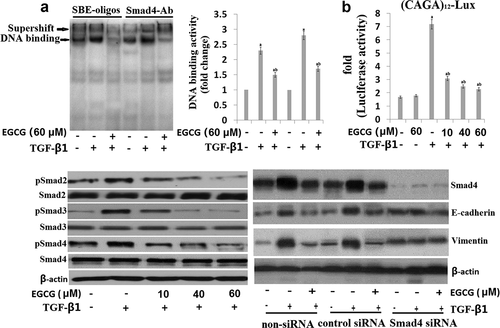 Figure 3. EGCG antagonizes the TGF-β1-stimulated Smad signal pathway in vitro. Cells were pretreated for 1 h with EGCG, followed by incubation with TGF-β1 for 24 h. (a) Nuclear extracts were subjected to SBE DNA binding and Smad4 antibody (Ab) assay by EMSA supershift assay; (b) EGCG inhibits TGF-β1-dependent transcriptional activity of the CAGAx12-Luc reporter in a dose-dependent manner; (c) Immunoblot of the effect of EGCG on the TGF-β1-stimulated pSmad2, pSamd3 and Smad4; (d) 8505C was transfected with control (Con) or specific Smad4 siRNA and then treated with TGF-β1 for 24 h or 48 h. The quantitative ratios are shown as relative optical densities of bands that are normalized to the expression of β-actin. The data are representative of three similar experiments and quantified as mean values ± S.E. ap < 0.05 versus normal control, abp < 0.05 versus TGF-β1 treatment.