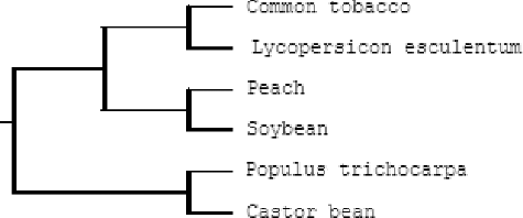 Figure 7. Phylogenetic tree (ClustalW) of six AO genes from different plant species.