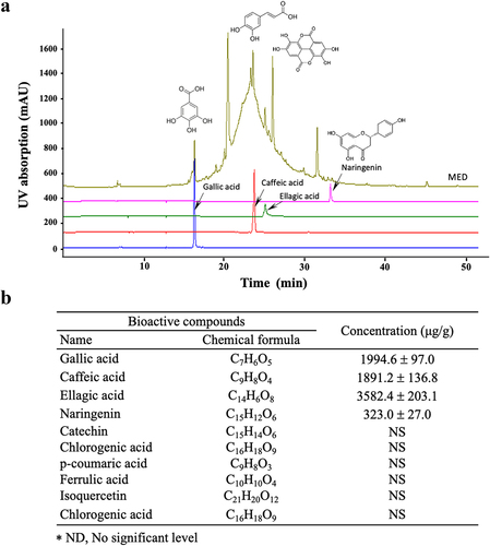 Figure 1. Phenolic compounds of MED. (a) LC-MS analysis of MED. Four components (gallic acid, caffeic acid, ellagic acid, and naringenin) were detected and shown as different peaks in the chromatogram. (b) Concentrations of the four phenolic compounds were calculated by comparing the peak of the standard substance with the peak of the MED sample. Three samples were assayed in duplicate by LC-MS analysis. Data are reported as the mean ± SD. Abbreviation: LC-MS/MS, liquid chromatography-tandem mass spectrometry.