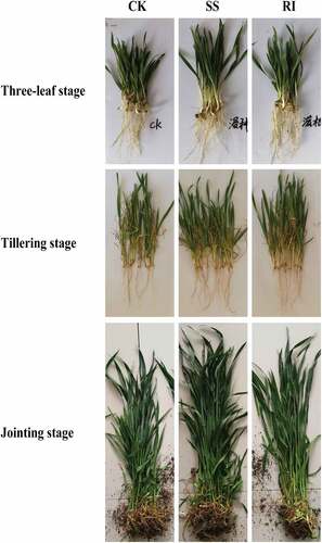 Figure 2. Effect of P. indica colonization on wheat at three-leaf, tillering, and jointing stages.