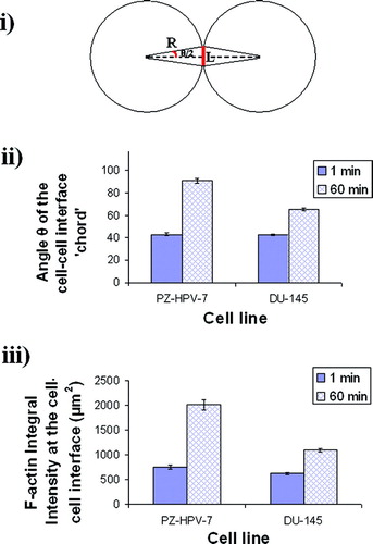 Figure 2 i) Schematic diagram of an interacting cell doublet; L is the length of the F-actin staining region or ‘chord’ (drawn here as a straight line), R is the radius of the cells, and θ is the angle subtended by the chord at the center of the cell. ii) The angle θ of the ‘cell–cell interface chord’ for 20 randomly selected pairs of cells from a slide of each of quadruplicate experiments after 1 and 60 min of levitation in the trap, for both cell lines (error bars represent one standard error of the mean). iii) Integral intensity measurements of F-actin at the cell–cell interface of 20 randomly selected pairs of cells from a slide of each of quadruplicate experiments after 1 and 60 min of levitation in the trap, for both cell lines (error bars represent one standard error of the mean).