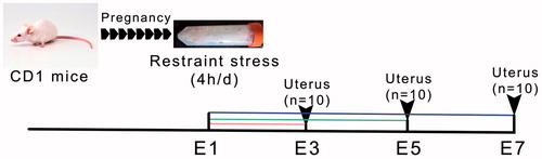 Figure 1. A timeline diagram of experiments in the present study. E1: Embryonic day 1; E3: Embryonic day 3; E5: Embryonic day 5; E7: Embryonic day 7. At the beginning, there were 154 pregnant mice: for histological and immunocytochemical evaluation of the uterus, 3 groups of 10 mice were exposed each day to restraint stress, and one group of 10 was killed on day E3, E5 and E7; similarly, a group of 10 control mice, not exposed to the stressor was killed on each of these days (60 mice in total); the remaining 52 mice were not exposed to stress and were killed on E5 to collect uteri for in vitro studies, in groups of 8–9 across 6 H2O2 doses.