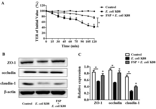Figure 5. Effects of fermented soybean peptides on epithelial barrier function in E. coli K88-infected IPEC-J2 cells. (A) FSP effectively ameliorated E. coli K88-induced decreases in trans-epithelial resistance (TER) in IPEC-J2 cells. (B) FSP up-regulated the expression of tight junction (TJ) proteins ZO-1, occludin, and claudin-1 in E. coli K88-infected IPEC-J2 cells, as determined by western blotting. (C) Quantitative analysis of TJ proteins in E. coli K88-infected IPEC-J2 cells. Bars represent mean ± SEM (n = 3); *: p < 0.05 vs control group, *: p < 0.05, vs E. coli K88.