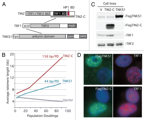 Figure 1 TIN2-C and FN-tankyrase 1 induce telomere lengthening by different mechanisms. (A) Schematic diagrams of TRF1 and its binding partners, tankyrase 1 (TNKS1) and TIN2. (B) Graphical representation of telomere length changes in stable HTC75 cell lines overexpressing TIN2-C, FNtankyrase 1 (TNKS1), or vector. (C) Immunoblot analysis of the stable lines probed with antibodies against TNKS1, TIN2, TRF1 or TRF2. (D) Immunofluorescence analysis of transiently transfected HeLaI.2.11 cells costained with antibodies against Flag (green) and TRF1 (red) and DAPI (blue).