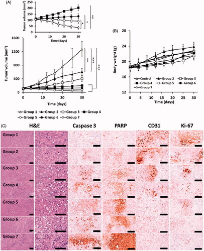 Figure 8. In vivo antitumor study: (A) tumor growth and (B) weight gain/loss profiles in PANC-1 xenograft mice after treatment. (C) Immunohistochemical evaluation of PANC-1 xenograft tumors in mice of different treatment groups. Group 1: Control, Group 2: BIR, Group 3: BIR + NIR, Group 4: LMSN/BIR, Group 5: LMSN/BIR + NIR, Group 6: CLMSN/BIR, Group 7: CLMSN/BIR + NIR (NIR exposure: 808 nm, 3.0 W/cm2, 5 min). *p < .05, **p < .01, ***p < .001. Changes in the levels of Caspase-3, PARP, CD-31 and Ki-67 expressions in tumor cells of treated groups, scale bars: 120 μm.