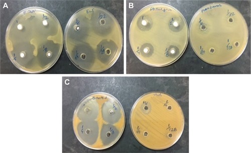 Figure 12 (A–C) Photographs of the zone of inhibition produced by ZVFe NP against three strains of bacteria.Note: (A) Escherichia coli, (B) Pseudomonas aeruginosa, and (C) Staphylococcus aureus.Abbreviation: ZVFe NPs, zero valent iron nanoparticles.