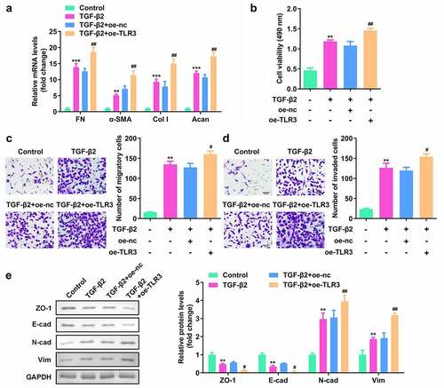 Figure 4. TLR3 overexpression promoted the proliferation, migration, invasion, and epithelial-mesenchymal transition (EMT) of human LECs. (a) After transfection with oe-TLR3, qPCR was used to detect the levels of TLR3 in the cells. (b) The cell counting kit-8 (CCK-8) method was used to detect the cell viability after transfection of oe-TLR3 in the lens epithelial fibrosis model induced by TGF-β2. (c-d) Transwell method is used to detect the cell migration and invasion abilities after transfection of oe-TLR3 in the lens epithelial fibrosis model induced by TGF-β2. (e) Western blotting was used to detect the expression levels of EMT-related proteins in cells transfected with oe-TLR3 in the lens epithelial fibrosis model induced by TGF-β2. **P< 0.01, ***P< 0.001 vs. Control group. #P < 0.05, ##P< 0.01 vs. TGF-β2+ oe-nc group.