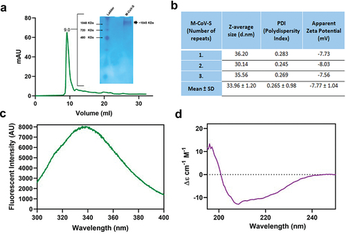 Figure 2. Biophysical characterization of purified M-CoV-S protein. (a) Size exclusion chromatography using superdex 200 increase. The purified M-CoV-S was injected manually using a 500 µl capillary loop. The column pre-equilibrated with 10 mM PBS was eluted with 1.5 CV of at flow rate of 0.750 ml/minute. The protein eluted at 9.0 ml. The inset graph shows the blue-native PAGE image of M-CoV-S protein after purification eluted at an size of ~ 1045 KDa. (b) Hydrodynamic size and apparent zeta potential measurement of M-CoV-S using Malvern Zetasizer. (c) Intrinsic tryptophan fluorescence of M-CoV-S. 1 mg/ml M-CoV-S was excited at wavelength of 280 nm and emission spectra acquired (300–400 nm). An emission maximum was recorded at 336 nm. (d) Far UV circular dichroism spectroscopy of M-CoV-S (250 µg/ml) in the range 195–250 nm range.