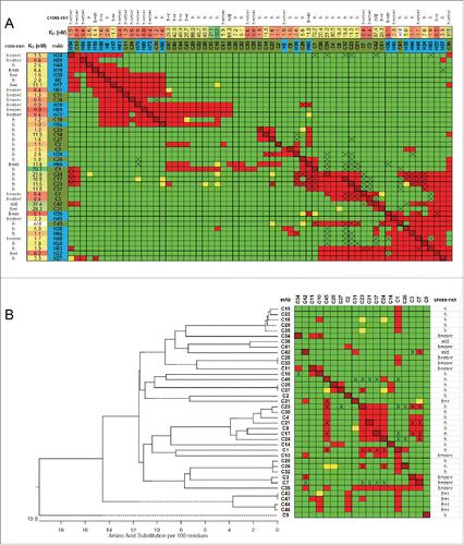 Figure 3. Chicken-human merged binning results for PCSK9. (A) Heat map showing binning assignments for 39 mAbs generated from chicken immunization (olive green) and 24 mAbs generated by human phage display (blue). SPR-derived KD values toward human PCSK9 are reported (conditionally formatted using a color gradient), along with their Octet-based cross-reaction toward human (h), mouse (m) and rat (r) PCSK9 (n/d = not determined). (B) Dendrogram showing antibody sequence lineages of the chicken mAbs alongside the binning heat map for these clones (drawn from panel A, transposed, and resorted). See Table S1.
