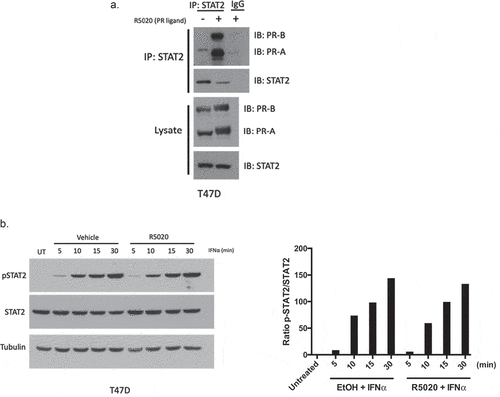 Figure 1. PR and STAT2 interact without affecting STAT2 phosphorylation.