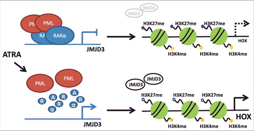 Figure 6. Scheme representing the HOX gene regulation by histone demethylation in PML-RARα- positive leukemia.
