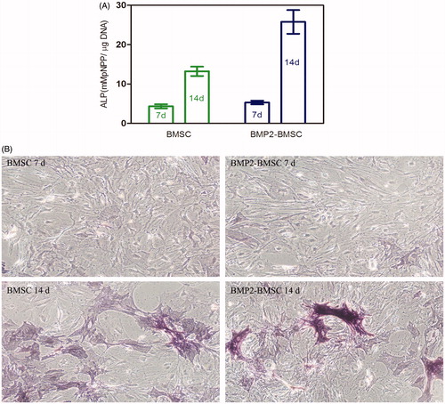 Figure 8. (A) Detection of ALP activity. The ALP activity in BMP2–BMSCs was higher than BMSCs (data analyzed using two-way ANOVA, p < 0.05) (mean ± SD, n = 5 for each group). (B) ALP staining was more intense in the BMP2–BMSCs group compared with the BMSCs group.