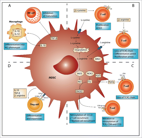 Figure 1. MDSC-suppressive mechanisms target innate and adaptive arms of the immune system. (A) Myeloid-derived suppressor cells (MDSCs) can inhibit the innate immune system by TGF-β-induced inhibition of NK cell function and induction of a M2 macrophage phenotype by secretion of IL-10. (B) MDSCs deprive T cells of amino acids L-cysteine and L-arginine, which are essential for proliferation and differentiation. (C) MDSCs release reactive oxygen species, such as hydrogen peroxide (H2O2) and peroxynitrite (ONOO−). H2O2 causes loss of the T cell receptor (TCR)ζ-chain and peroxynitrite causes nitration and nitrosylation of chemokines like CCL2 and components of the TCR signaling complex, thereby both inhibiting T cell activation and recruitment. (D) MDSCs induce the development of regulatory T cells (Tregs) or expand existing Treg cell populations; these effects are mediated by interaction of the TCR with MHC-II and CD40 with CD40L. Furthermore, secretion of factors like IL-10 and TGF-β, and deprivation of L-arginine by MDSCs induce Treg polarization. ARG1, arginase 1; CCL2, chemokine (C–C motif) ligand 2; iNOS, inducible nitric oxide synthase; NOX2, NADPH oxidase 2; NO, nitric oxide; NK, natural killer; TGF-β, transforming growth factor-β; IL, interleukin.