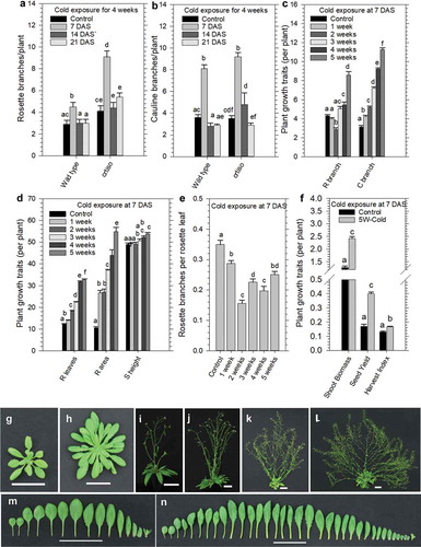 Figure 2. Prolonged cold exposure to juvenile seedlings enhances plant growth traits and shoot branching.