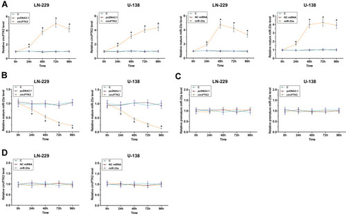 Figure 3 The correlations between circPTK2 and mature miR-23a or premature miR-23a across GBM tissues were analyzed by Pearson’s correlation coefficient. LN-229 and U-138 cells were transfected with circPTK2 expression vector or miR-23a mimic, and the overexpression was checked every 24h until 96h (A). The effects of circPTK2 expression vector transfection on mature miR-23a (B) and premature miR-23a (C) and the effects of miR-23a mimic transfection on the expression of circPTK2 (D) at each time point were also analyzed by RT-qPCR. *p<0.05.