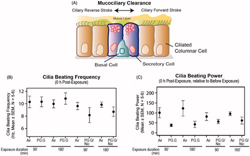 Figure 11. Cilia beating alterations following whole aerosol exposures in a 3D bronchial culture model. A, An illustration of mucociliary clearance and ciliary beating movement. B, Levels of ciliary beating frequency, and C, Ciliary beating power (normalized to the baseline pre-exposure) measured after a 90-min exposure and 180-min exposure to the test aerosols. The 3D bronchial cultures were reconstituted from a single donor as described in the materials and methods.