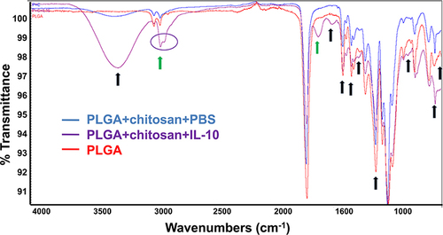 Figure 5 FT-IR spectra revealing functional groups differences for encapsulated nanoparticles. Green arrows indicates unique peak shift at wavelength 3000 (purple circle) and 1801 (cm-1) for PLGA+chitosan+IL-10, but it is absent in the PLGA+chitosan spectrum. Black arrows indicates different peaks shift in the spectra.