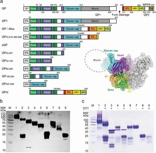 Figure 1. Generation of truncated EBOV GPs. (a) Design of truncated EBOV GPs. GP includes the signal peptide (SP), Base, Head, glycan cap (GC), mucin-like domain (Mucin), internal fusion loop (IFL), heptad repeat 1 (HR1), heptad repeat 2 (HR2), and transmembrane (TM) domain. The same color-coding is used also for a three-dimensional model of GP (PDB ID: 3CSY). (b) Expi293 expression supernatants of truncated EBOV GPs were identified using anti-6× His tag pAb-HRP by western blotting. Lane 1: GP133-501; 2: GP∆Muc33-310; 463–632; 3: GP33-310; 463–558; 4: sGP33-295; 5: GP33-227; 6: GP33-158; 7: GP95-295; 8: GP158-295; 9: GPcl. (c) Soluble GP∆Muc was digested by thermolysin to generate GPcl. Lanes 1–2: GP∆Muc; 3: Thermolysin; 4, 5: GP∆Muc incubated with thermolysin; 6: GP∆Muc-thermolysin mixture retained by a 50-kDa cutoff filter; 7, 8: GPcl collected by a Superdex 200 Increase 10/300 GL column; 9: Removed impurities. Symbols “+”, “-” indicate reduction or not with dithiothreitol (DTT)