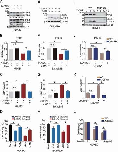 Figure 4. Inhibition of autophagy ameliorated ZnONPs-induced ferroptosis in vascular endothelial cells. (A,E) Western blotting analysis of LC3B-I/II expression in (A) HUVECs or (E) EA.hy926 cells following ZnONPs (20 μg/mL) treatment with or without 3-MA (5 mM) for 24 h. (B,F) Relative ratio of PGSK in (B) HUVECs or (F) EA.hy926 cells following ZnONPs (20 or 25 μg/mL) treatment with or without 3-MA (5 mM) for 24 h were determined. (C,G) Relative MDA content in (C) HUVECs or (G) EA.hy926 cells following ZnONPs (20 or 25 μg/mL) treatment with or without 3-MA (5 mM) for 24 h were measured. (D,H) MTS analysis of cell viability in (D) HUVECs or (H) EA.hy926 cells following ZnONPs (20 or 25 μg/mL) treatment with or without 3-MA (5 mM) for 24 h. (I) Western blotting analysis ATG5 and LC3B-I/II expression in wild-type (WT) or ATG5 knockout (KO) HUVECs treated with mock or ZnONPs (20 μg/mL). (J) Relative ratio of PGSK in WT or ATG5 KO HUVECs treated with mock or ZnONPs were determined. (K) MDA content in WT or ATG5 KO HUVECs treated with mock or ZnONPs for 24 h were measured. (L) MTS analysis of WT or ATG5 KO HUVECs treated with mock or ZnONPs for 24 h were measured. The data are representative of three experiments, and the values are expressed as the mean± S.D. *p < 0.05 compared with the indicated groups, N.S., not significant