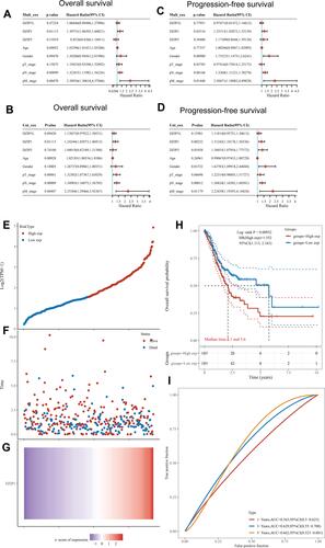 Figure 4 Univariate and multivariate Cox regression analysis of the relationship between DZIP expression and clinicopathological factors related to gastric cancer (GC) prognosis (hazard ratios and P-values are provided). (A) Univariate forest plot illustrating the relationship between DZIP expression and clinicopathological factors related to the overall survival (OS) in GC. (B) Multivariate forest plot illustrating the relationship between DZIP expression and clinicopathological factors related to OS in GC. (C) Univariate forest plot illustrating the relationship between DZIP expression and clinicopathological factors related to progression-free survival (PFS) in GC. (D) Multivariate forest plot illustrating the relationship between DZIP expression and clinicopathological factors related to PFS in GC. (E) Curve of risk scores. Patients were divided into low- and high-risk groups according to the median DZIP1 expression. (F) Relationship between survival status and survival duration (years). (G) Heatmap of DZIP1 expression in low- and high-risk groups. The horizontal coordinates in (E, F, and G) all represent samples, and the samples are ordered consistently. (H) Kaplan–Meier survival analysis based on DZIP1 expression. (I) Time-dependent receiver operating characteristic (ROC) curve analysis of DZIP1 gene expression.