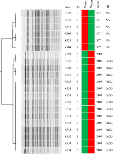 Figure 4 Clonal distribution of blaIMP-38-positive ST307 K. pneumoniae and blaNDM-1-positive ST2407 K. pneumoniae in Hunan Children’s Hospital. Red and green squares indicate the presence and absence of the indicated resistance genes, respectively.