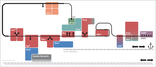 Figure 1. mRNA localization requires multiple factors. The mRNA to be localized is recognized by RNA-binding proteins (RBPs, in red) that interact with linear or structured localization signals, or cis-acting elements, on the mRNA. These RBPs can recruit adaptor proteins (in blue), which mediate anchoring or transport of the localizing messenger ribonucleoprotein complex (mRNP) along the cytoskeleton through the action of molecular motors (in gray). Other proteins (in teal) are required to maintain the mRNP in a translationally repressed state, for example by competing directly with components of the translation machinery (e.g.: Cup) or by recruiting the CCR4:NOT complex to promote shortening of the poly(A) tail on the target mRNA (e.g.: Smg, Nos, Pum). Special RBPs are represented by the Exon Junction Complex (EJC, in orange), the cap-binding protein eIF4E (in green) and the Poly(A)-Binding Protein (PABP, in purple). Asterisks (*) indicate proteins with no known ortholog in vertebrates. Not all of the proteins depicted here will associate at the same time point, or to the same mRNA.