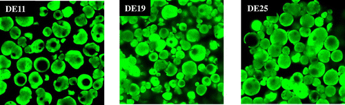 Fig. 3. CLSM images of spray-dried powder with MD (DE = 11, 19, and 25). The wall materials were stained using sodium fluorescein.