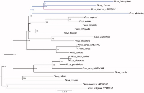 Figure 1. The ML phylogenetic tree for F. tinctoria based on other 22 species plastid genomes.