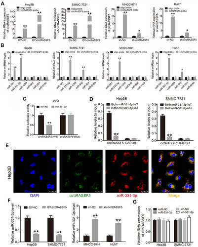 Figure 3 CircRASSF5 directly binds to miR-331-3p and restrains miR-331-3p activity. (A) RNA pull-down assay was carried out in Hep3B, SMMC-7721, MHCC-97H and Huh7 cells, and the pull-down efficiency of circRASSF5 probe was verified by qRT-PCR assay. (B) The relative expression of 6 potential target miRNAs pull-down by circRASSF5 probe were detected in Hep3B, SMMC-7721, MHCC-97H and Huh7 cells. (C) The results of luciferase reporter assay in HEK293T cells after co-transfected with miR-331-3p mimics, circRASSF5 WT or circRASSF5 Mut plasmids. (D) Relative levels of circRASSF5 in Hep3B and SMMC-7721 lysates captured by biotinylated wild-type miR-331-3p (Biotin-miR-331-3p-WT) or mutant miR-331-3p (Biotin-miR-331-3p-Mut). (E) FISH assay was conducted to investigate the subcellular of circRASSF5 and miR-331-3p in Hep3B cells (original magnification ×400). Nuclei were stained with DAPI. CircRASSF5 was labeled with Cy3 and miR-331-3p was labeled with Cy5. (F) The relative miR-331-3p level was investigated by qRT-PCR in HCC cells when circRASSF5 was overexpressed or knockdown. (G) QRT-PCR was applied to investigate the levels of circRASSF5 in Hep3B and SMMC-7721 cells when miR-331-3p was overexpressed or knockdown. Our study performed each experiment in triplicate and exhibited the results as the mean ± SD. *P < 0.05; **P < 0.01.