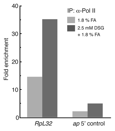 Figure 5. ChIP enrichment of RNA polymerase II (pol II) is improved at some promoters by the DSG-treatment of embryo. Ten - 12 h embryos were cross-linked with either 1.8% formaldehyde only or with 2.5 mM DSG followed by 1.8% formaldehyde. The embryos were disrupted by sonication and resulting chromatin was subjected to IP with either anti-pol II CTD (C-terminal domain) or control IgG. The relative amounts of specific genome sites were measured by qPCR, and the ChIP enrichments were calculated from the ratio of Pol II IP/control IgG IP. The results of promoter of RpL32 (Ribosomal protein L32) is shown here as the representative of the Pol II-bound promoters in this developmental stage. A region upstream of apterous transcription unit was used as a negative control (ap 5′ control).