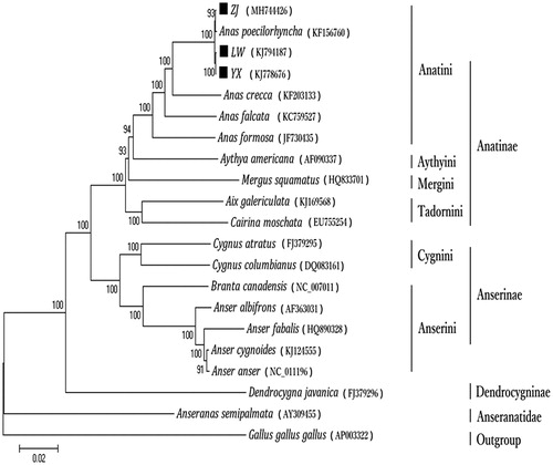 Figure 1. Phylogenetic analysis based on complete mitochondrial genome sequences. An N-J tree was built based on the phylogenetic analysis of 20 Anseriform species’ complete mitochondrial genomes. The mitochondrial genome sequences of the Anseriform species were obtained from the GenBank databases (Accession numbers are marked in the figure). Abbreviation of species indicates: LW: Linwu duck; YX: Youxian duck; ZJ: Zhijiang duck.