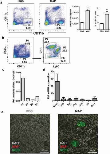 Figure 3. CD11b expressing myeloid cells exhibit enhanced inducible nitric oxide synthase expression after MAP infection.