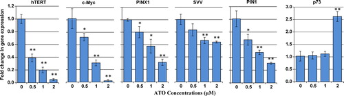 Figure 6. Effect of ATO on transcriptional levels of Pin1, hTERT, c-Myc, PinX1, survivin, and p73. The relative mRNA expression of each gene was measured using real-time reverse transcriptase-PCR in ATO-treated NB4 cells after normalizing the cycle thresholds of each triplicate against their corresponding HPRT. Values are given as mean ± SD statistically different values of *P < 0.05 and **P < 0.01 were determined compared with the control.
