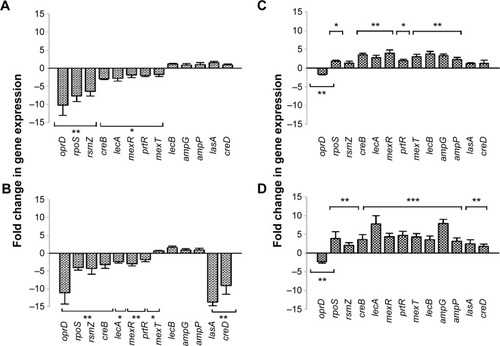 Figure 4 Relative gene-expression levels of AgCNT-treated Pseudomonas aeruginosa.Notes: *P,0.05; **P,0.01; ***P,0.001. Untreated and either AgCNT- or gentamicin-treated exponential phase bacteria were exposed to 4× MIC for 4 hours at 37°C. Total RNA was purified using an RNeasy Mini kit and quantified. cDNA synthesis was carried out in 20 µL reaction volumes using the Applied Biosystems High-Capacity cDNA Reverse Transcriptase Kit. A total of 1 µg of RNA was used to amplify the virulence genes of P. aeruginosa using the Applied Biosystems ViiA 7 real-time PCR system. The amplification conditions used were one cycle of initial denaturation at 95°C for 2 minutes, followed by 40 cycles of 95°C for 15 seconds, 56°C for 25 seconds, and 72°C for 30 seconds. The relative changes in gene expression were calculated using the expression 2−ΔΔCT, where all values were normalized with respect to the 16S mRNA levels. (A) and (C) are AgCNTs- and gentamicin-treated mucoid P. aeruginosa, respectively; (B) and (D) are AgCNTs- and gentamicin-treated nonmucoid P. aeruginosa, respectively.Abbreviations: AgCNTs, silver-coated carbon nanotubes; MIC, minimum inhibitory concentration; cDNA, complementary DNA; PCR, polymerase chain reaction; CT, cycle threshold; mRNA, messenger RNA.