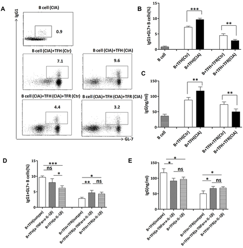 Figure 6 In vitro culture experiments for detecting the functional changes in TFH and TFR cells in CIA mouse spleen. CD4+CXCR5+CD19−GITR− TFH cells from 10w CIA mice (n = 4) and Ctr mice (n = 4) were co-cultured with CD19+ B cells (from CIA mouse spleen) for 5 days with anti-CD3 plus anti-IgM. For the TFR cell cultures, CD4+CXCR5+CD19−GITR+ TFR cells from the two groups were added to the wells along with TFH and B cells (both from CIA mouse spleen). (A) Representative flow cytometry dot plots of harvested cells showing GL7+ germinal center B cells that secrete IgG1. The numbers indicate the proportions of GL7+IgG1+ in the CD19+ cells. (B) Comparison of the percentages of GL7+IgG1+ cells in the culture systems. Each group contained cells from the spleens of four mice and each sample was tested once. Results are the mean ± SD. Results between CIA and Ctr mice were compared using Student’s t test. (C) Comparison of IgG concentrations in the supernatant of different cultures. Each group contained cells from four mouse spleens and each sample was tested twice. The data are the mean with SEM. Results between CIA and Ctr mice were compared using Student’s t test. (D and E) TFH and TFR cells derived from CIA mice (10w) were injected with anti-inflammatory antibodies (anti-IL-1β or anti-TNFα+anti-IL-1β) or isotype IgG (n = 4 mice per group) and their functions were measured by co-culture. GL7+IgG1+ cells and IgG levels in the supernatant were measured and compared. The data are the mean with SD. The three groups were compared using ANOVA and multiple comparisons. Data are from a single experiment representative of two independent experiments. ***P < 0.001; **P < 0.01; *P < 0.05; ns, not significant.