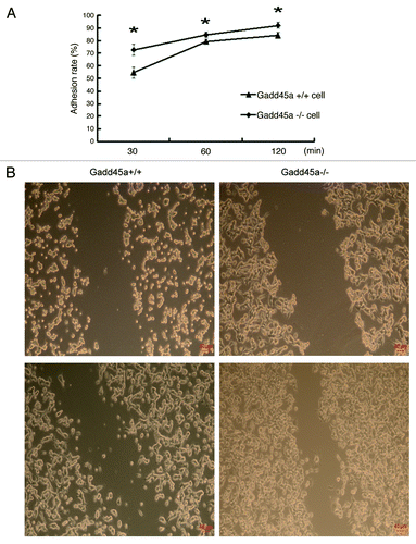 Figure 1. Gadd45a decreases adhesion, migration abilities of MEF cells in vitro. (A) Gadd45a+/+ and Gadd45a−/− MEFs were seeded onto the 96-well plates precoated with fibronectin. After 30 min, 60 min and 120 min, the remaining cells per well were measured by MTT assay. (B) The migration ability of Gadd45a+/+ and Gadd45a−/− MEFs was compared by scratch wound assay. Representative images shown here were from three independent experiments. Original magnification, × 40.