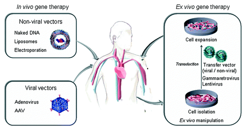 Figure 1. Strategies for in vivo secretion of therapeutic antibodies: direct injection of genetic material using non-viral or viral vectors (in vivo gene therapy), and implantation of genetically modified cells (ex vivo gene therapy).