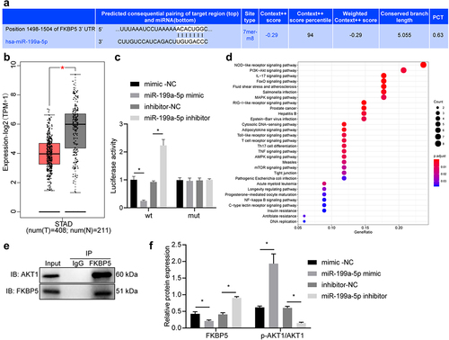 Figure 2. miR-199a-5p inhibits FKBP5 and upregulates AKT1 phosphorylation. (a) Bioinformatics website (http://www.microrna.org/) was used to predict the binding site of miR-199a-5p with 3ʹUTR of FKBP5. (b) GEPIA database was used to analyze FKBP5 expression in gastric cancer. (c) Dual luciferase reporter gene assay was performed to verify the targeted binding of miR-199a-5p with FKBP5. (d) KEGG enrichment analysis of FKBP5 related genes. (e) Determination of binding of FKBP5 and AKT1 by Co-IP. (f) After transfection with miR-199a-5p mimic or inhibitor, the phosphorylation of FKBP5 and AKT1 was detected by Western blot. *p < 0.05. The experiment was repeated three times independently.