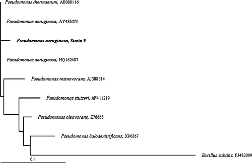 Figure 3.  Phylogenetic tree indicates the phylogentic relationship of the isolated strain. Isolate is indicated in bold. A neighbor-joining tree was calculated using partial 16S rRNA gene sequences (800 bp) and a frequency filter included in the ARB software package. Bacillus subtilis (FJ482099) was used as out group. The scale bar indicates 10% estimated sequence difference. Accession numbers of the National Center for Biotechnology Information (NCBI) database of each strain are given in brackets.